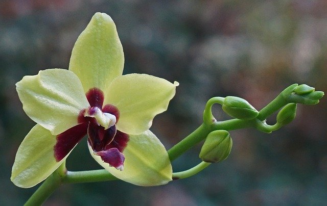 orchidej